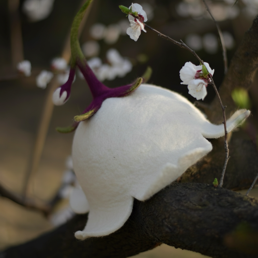 Moonflower