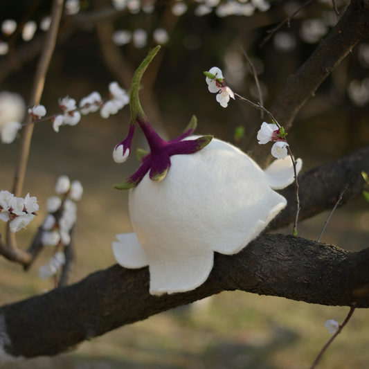 Moonflower